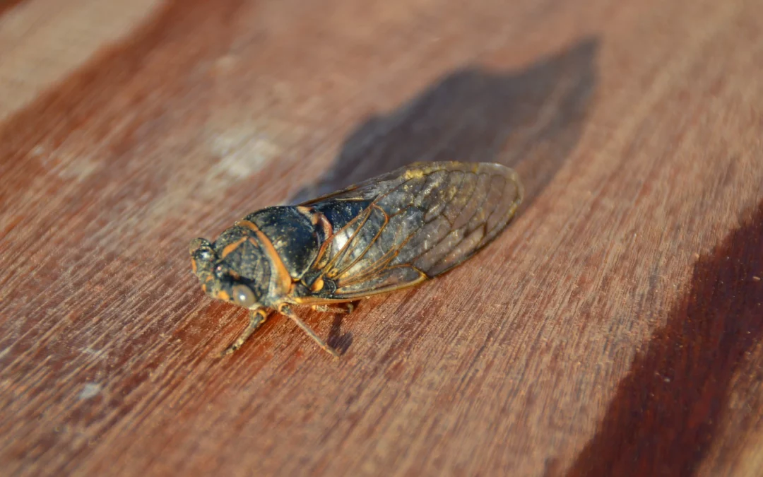 Terrasse en bois : le choix idéal pour un extérieur chaleureux et durable